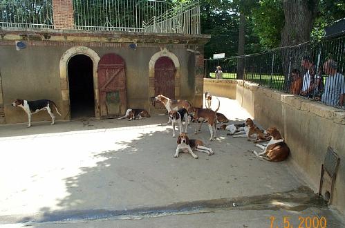 Cheverney 'Chennel' - Woof